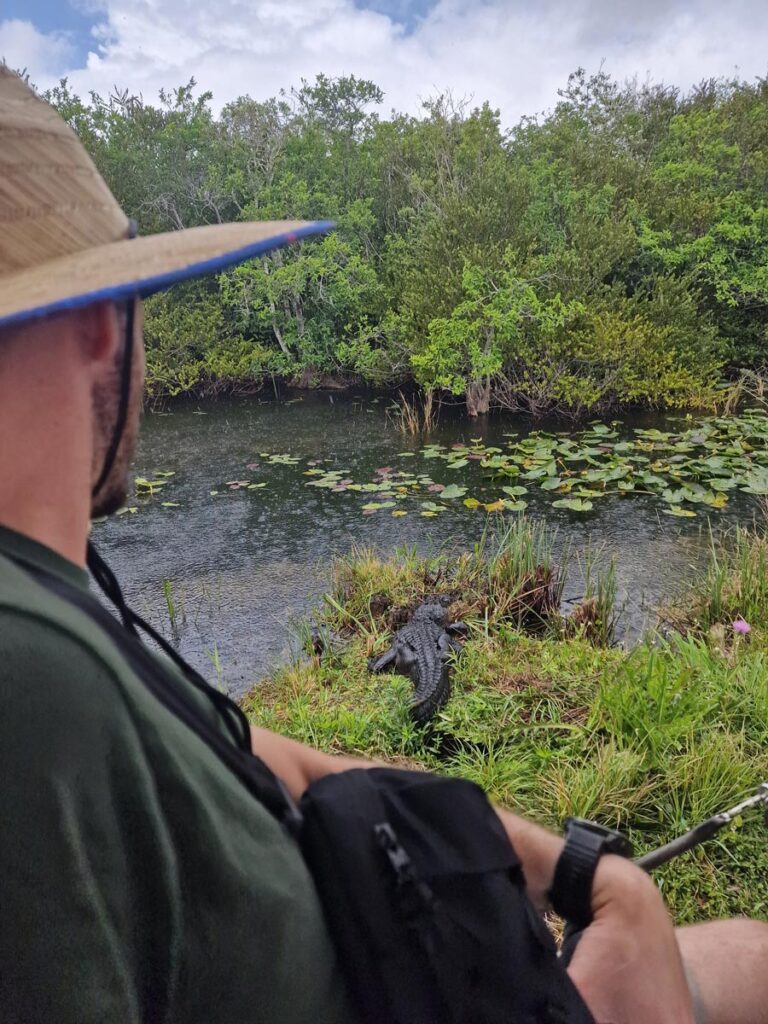 crocodiles dans les everglades